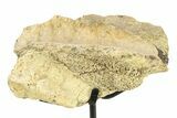 Fossil Dinosaur Skull Section w/ Metal Stand - South Dakota #294896-1